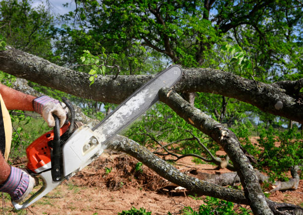 Tree Branch Trimming in Golden Beach, MD